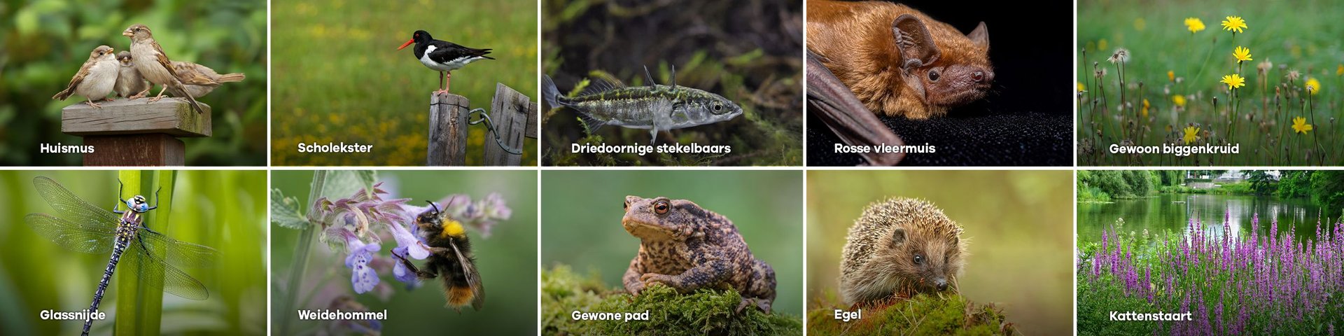 De 8 dieren en 2 planten die de gemeente centraal zet