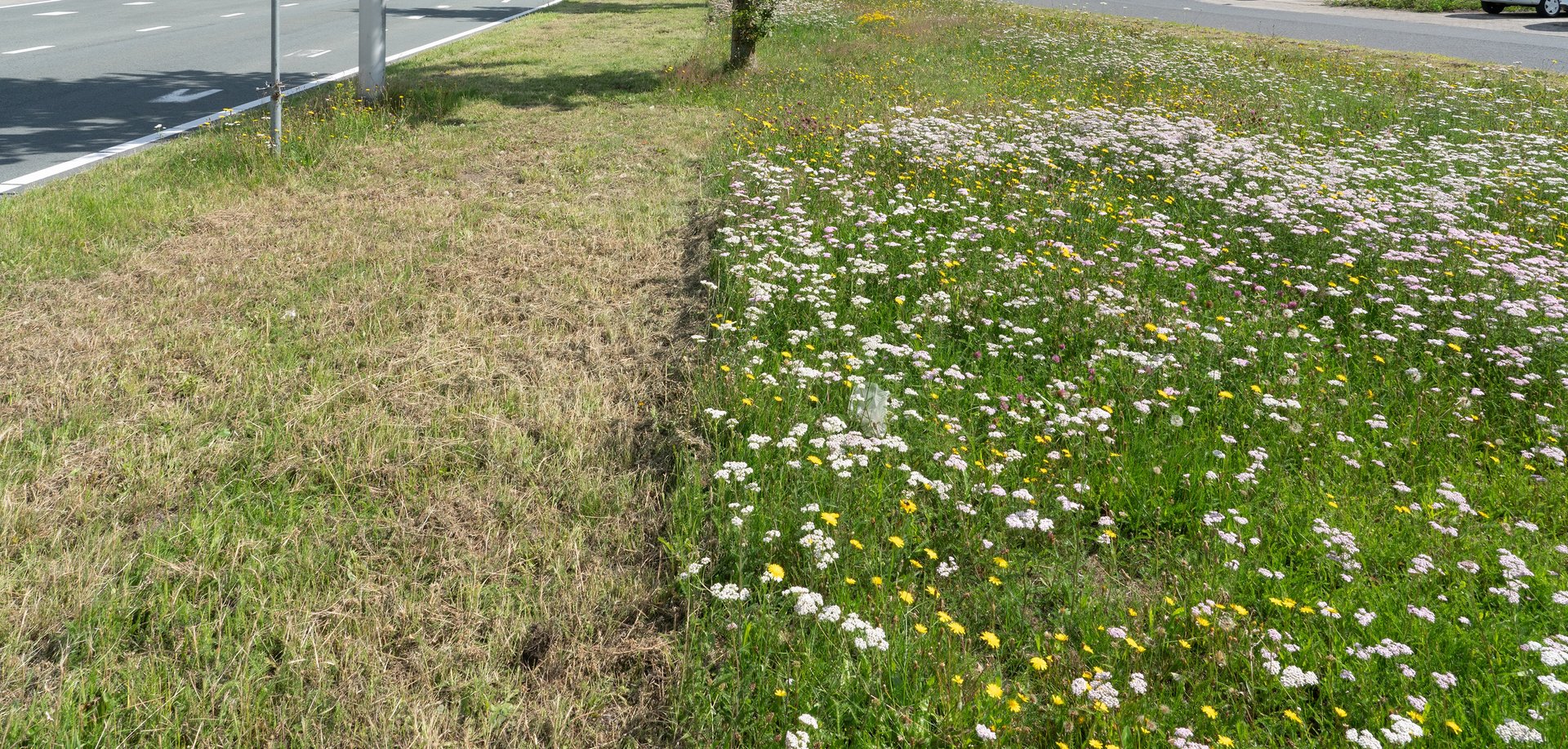 Een berm die met oog voor de natuur is gemaaid