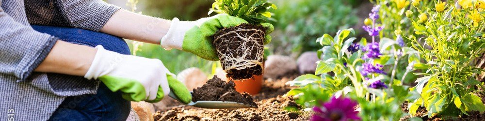 Iemand werkt in de tuin aan een border